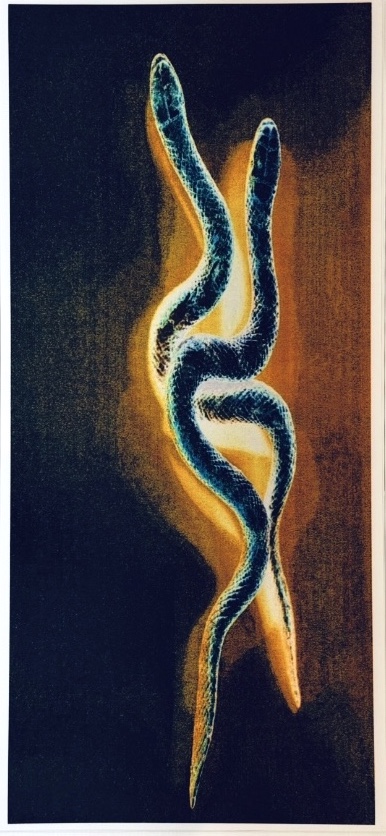 COM 1, Mono-Photo-Print von Lesley Schiff